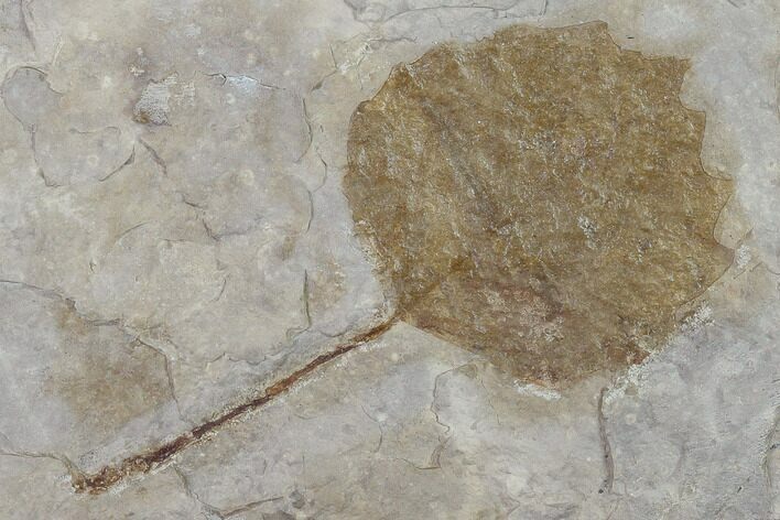 Fossil Poplar Leaf (Populus) - Nebraska #132996